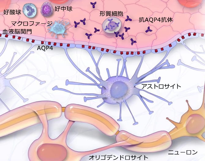 補体検査にはどのような種類がありますか?